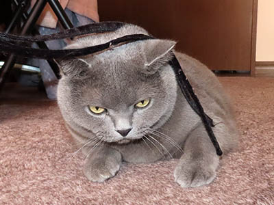 �肢�@���[���Ӓ�@�~�[�R