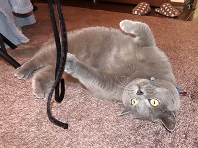 �肢�@���[���Ӓ�@�~�[�R