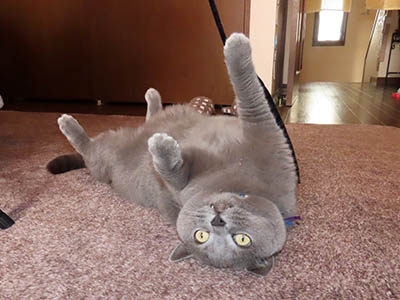 �肢�@���[���Ӓ�@�~�[�R