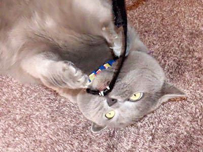 �肢�@���[���Ӓ�@�~�[�R