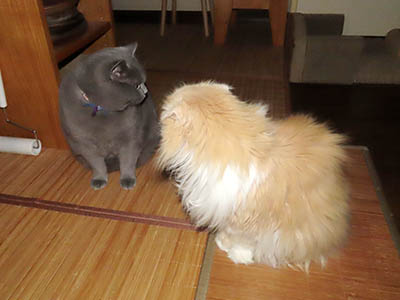 �肢�@���[���Ӓ�@�~�[�R