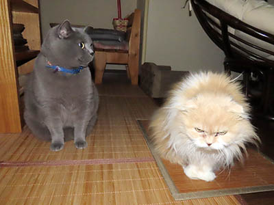 �肢�@���[���Ӓ�@�~�[�R