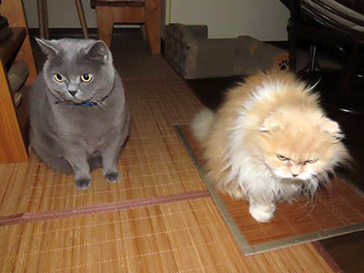 �肢�@���[���Ӓ�@�~�[�R