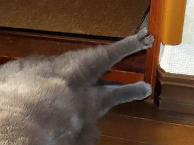 �肢�@���[���Ӓ�@�~�[�R