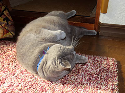 �肢�@���[���Ӓ�@�~�[�R