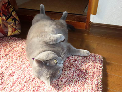 �肢�@���[���Ӓ�@�~�[�R