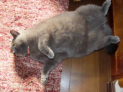 �肢�@���[���Ӓ�@�~�[�R