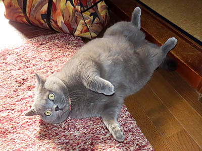 �肢�@���[���Ӓ�@�~�[�R