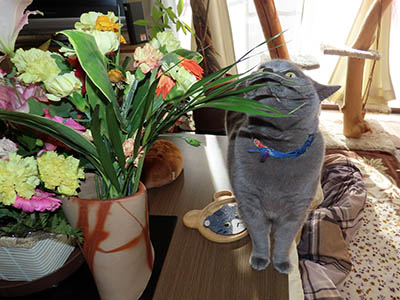 �肢�@���[���Ӓ�@�~�[�R