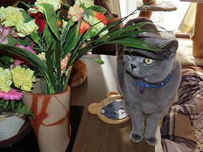 �肢�@���[���Ӓ�@�~�[�R