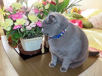 �肢�@���[���Ӓ�@�~�[�R