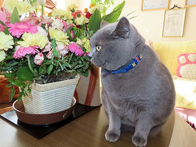 �肢�@���[���Ӓ�@�~�[�R