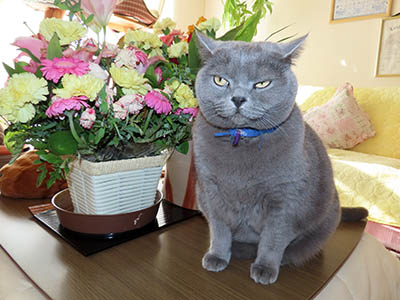 �肢�@���[���Ӓ�@�~�[�R