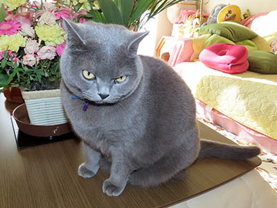 �肢�@���[���Ӓ�@�~�[�R