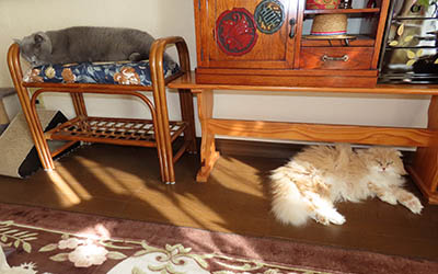 �肢�@���[���Ӓ�@�~�[�R