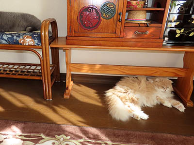 �肢�@���[���Ӓ�@�~�[�R