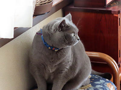 �肢�@���[���Ӓ�@�~�[�R