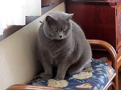 �肢�@���[���Ӓ�@�~�[�R