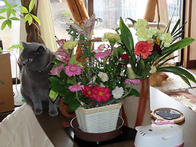 �肢�@���[���Ӓ�@�~�[�R