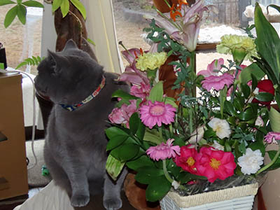 �肢�@���[���Ӓ�@�~�[�R