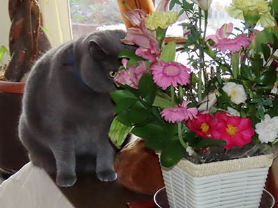 �肢�@���[���Ӓ�@�~�[�R