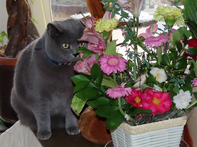 �肢�@���[���Ӓ�@�~�[�R