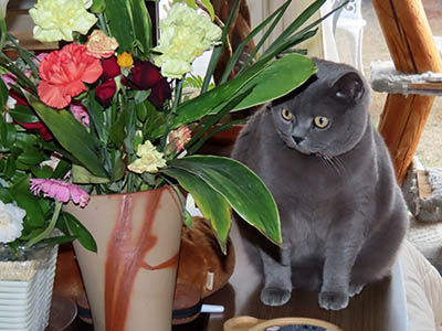 �肢�@���[���Ӓ�@�~�[�R