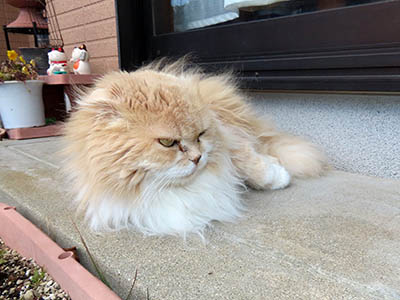 �肢�@���[���Ӓ�@�~�[�R