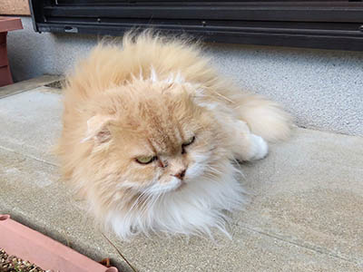 �肢�@���[���Ӓ�@�~�[�R