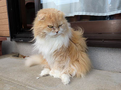 �肢�@���[���Ӓ�@�~�[�R