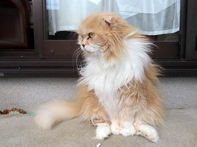 �肢�@���[���Ӓ�@�~�[�R