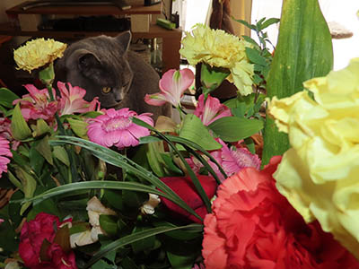 �肢�@���[���Ӓ�@�~�[�R