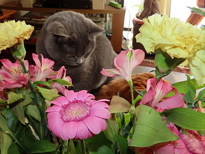 �肢�@���[���Ӓ�@�~�[�R