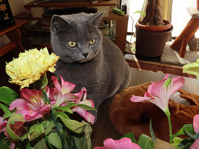 �肢�@���[���Ӓ�@�~�[�R