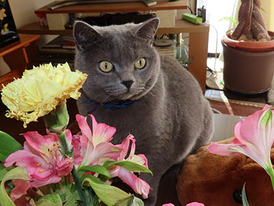 �肢�@���[���Ӓ�@�~�[�R