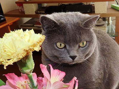 �肢�@���[���Ӓ�@�~�[�R