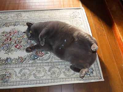 �肢�@���[���Ӓ�@�~�[�R