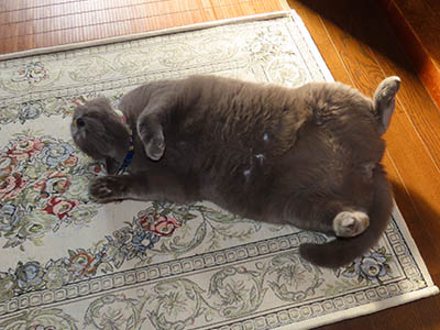 �肢�@���[���Ӓ�@�~�[�R