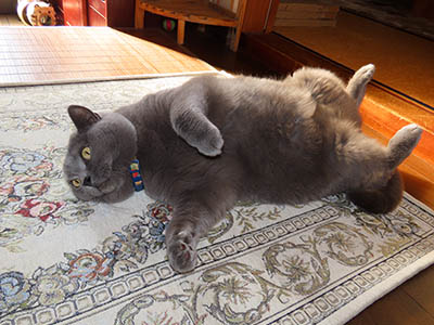 �肢�@���[���Ӓ�@�~�[�R