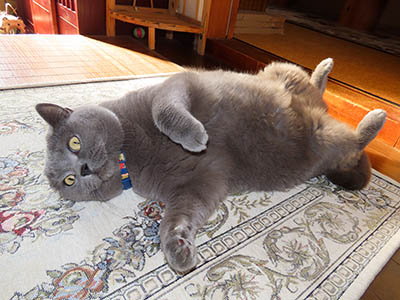 �肢�@���[���Ӓ�@�~�[�R