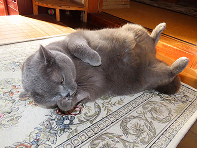 �肢�@���[���Ӓ�@�~�[�R