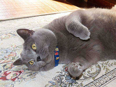 �肢�@���[���Ӓ�@�~�[�R