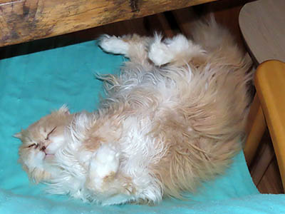 �肢�@���[���Ӓ�@�~�[�R