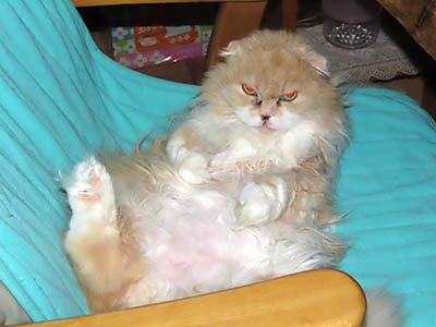 �肢�@���[���Ӓ�@�~�[�R