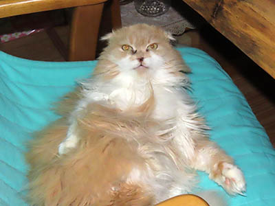 �肢�@���[���Ӓ�@�~�[�R