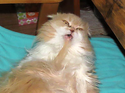 �肢�@���[���Ӓ�@�~�[�R