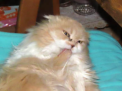 �肢�@���[���Ӓ�@�~�[�R