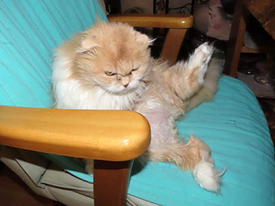 �肢�@���[���Ӓ�@�~�[�R