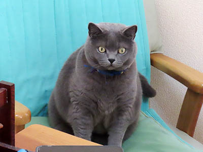 �肢�@���[���Ӓ�@�~�[�R