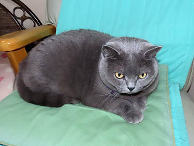 �肢�@���[���Ӓ�@�~�[�R